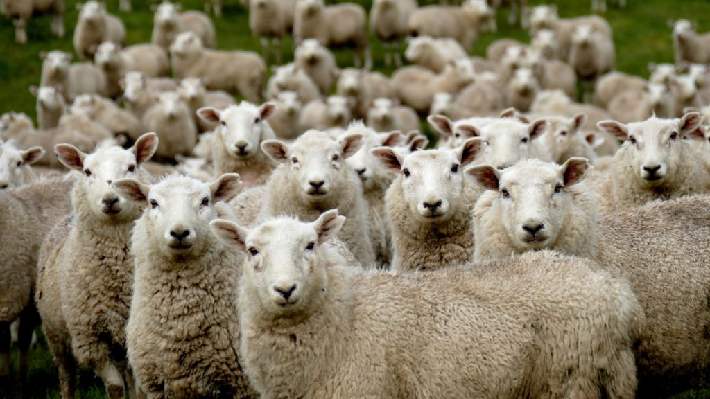 flock of sheep